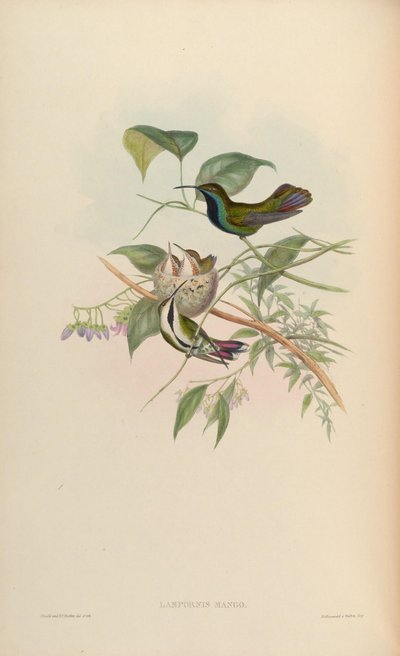 Lampornis mango = Anthracothorax nigricollis nigricollis de John Gould